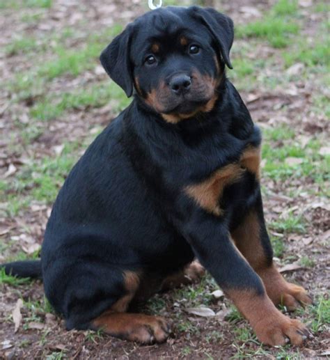5 days ago. . Rottweiler puppies for sale in nc